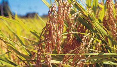 水稻循環(huán)經(jīng)濟